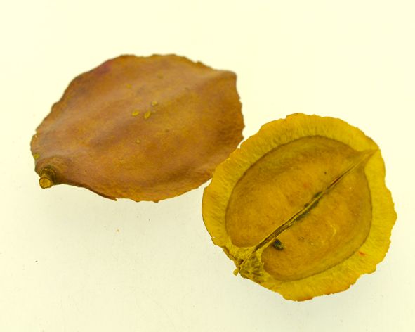 Boca de sapo mini (casca jacarandá) - Amarela (5 Peças)